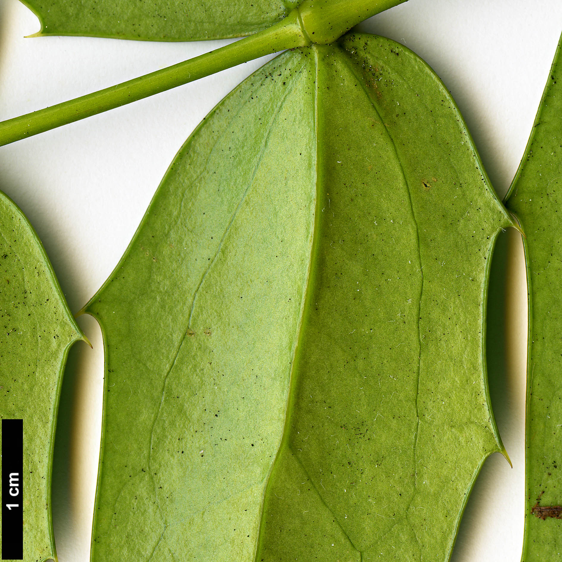 High resolution image: Family: Berberidaceae - Genus: Mahonia - Taxon: ×media (M.japonica × M.oiwakensis subsp. lomariifolia)